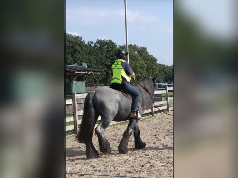 holenderska zimnokrwistość Wałach 4 lat 165 cm Stalowosiwy in Großefehn Ostgroßefehn