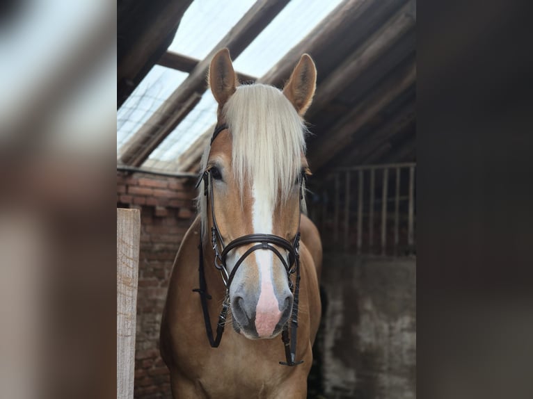 holenderska zimnokrwistość Wałach 6 lat 165 cm Kasztanowata in Nieuwe Pekela