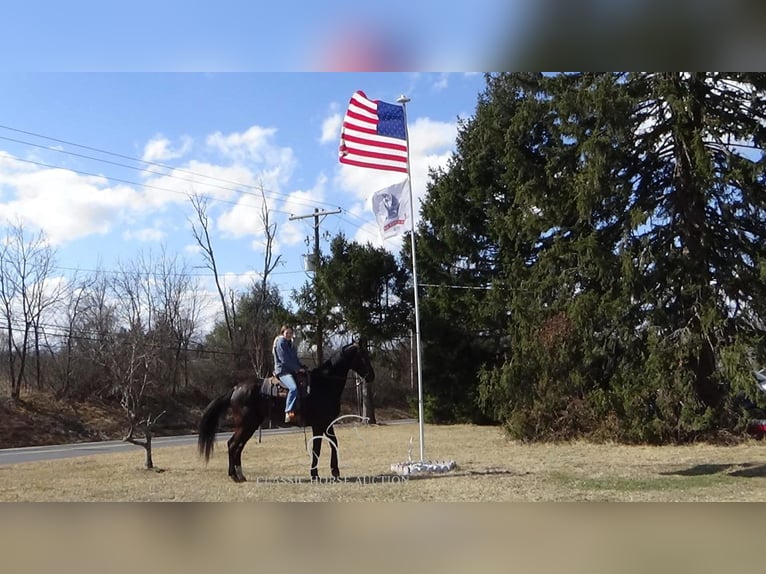 holenderska zimnokrwistość Wałach 9 lat 173 cm Kara in Gettysburg, PA
