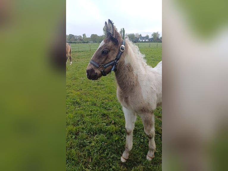 Holländsk körhäst Blandning Hingst Föl (03/2024) 155 cm Pinto in Beekbergen