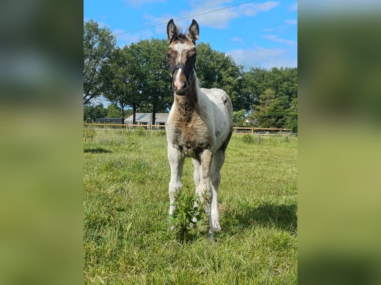 Holländsk körhäst Blandning Hingst Föl (03/2024) 155 cm Pinto in Beekbergen