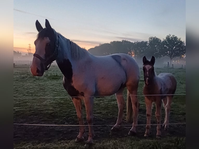 Holländsk körhäst Blandning Hingst Föl (03/2024) 155 cm Pinto in Beekbergen