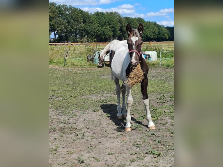 Holländsk körhäst Blandning Hingst Föl (03/2024) 155 cm Pinto in Beekbergen