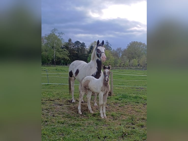 Holländsk körhäst Blandning Hingst Föl (03/2024) 155 cm Pinto in Beekbergen