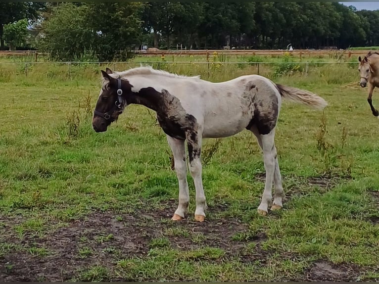 Holländsk körhäst Blandning Hingst Föl (03/2024) 155 cm Pinto in Beekbergen