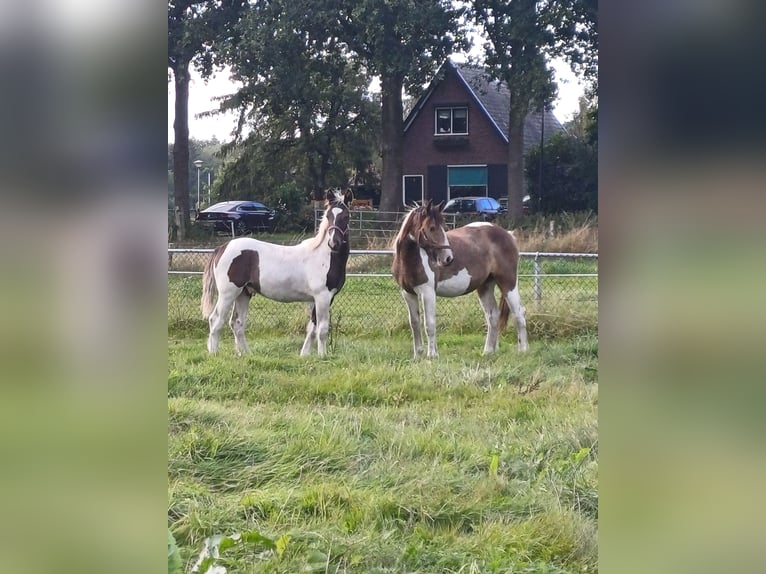 Holländsk körhäst Blandning Hingst Föl (03/2024) 155 cm Pinto in Beekbergen