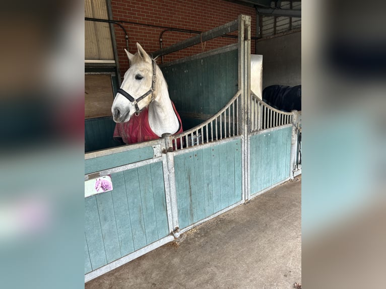 Holländsk körhäst Sto 12 år 165 cm Grå in Wijk bij Duurstede