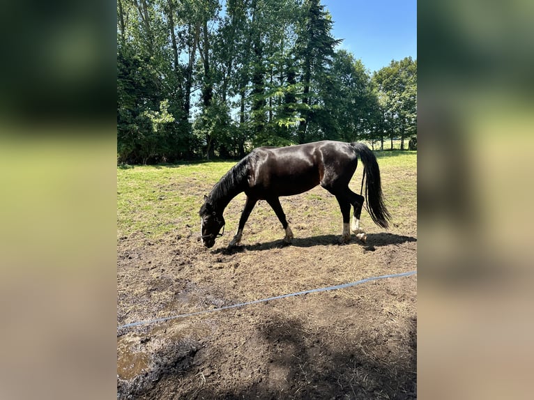 Holländsk körhäst Sto 4 år 162 cm Mörkbrun in Weener