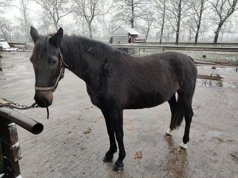 Holländsk körhäst Sto 5 år 162 cm Svart in Rhede