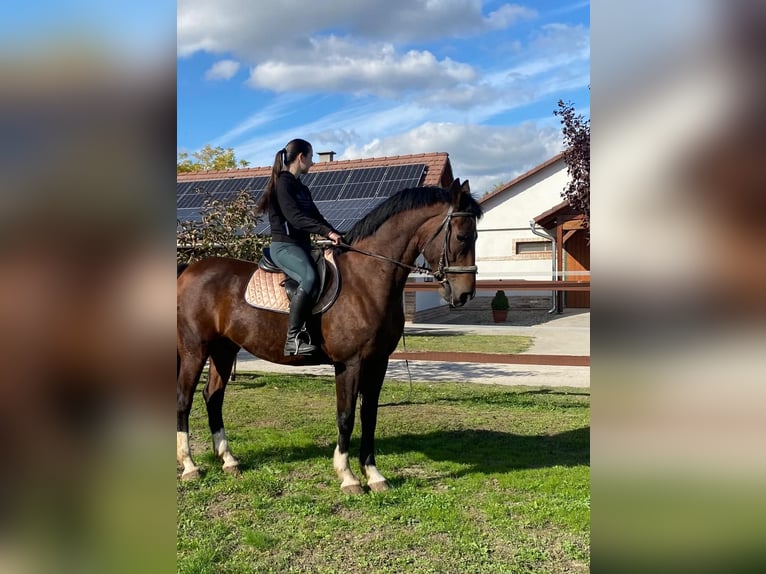 Holländsk körhäst Valack 10 år 165 cm Brun in Tass