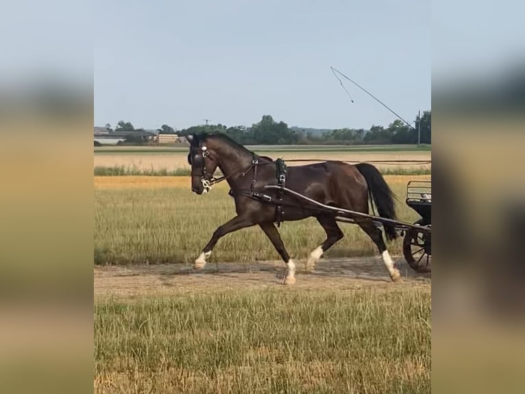 Holländsk körhäst Valack 10 år 165 cm Brun in Tass