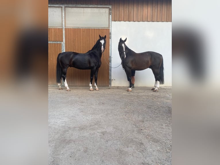 Holländsk körhäst Valack 11 år 167 cm Svart in Wimpassing an der Leitha