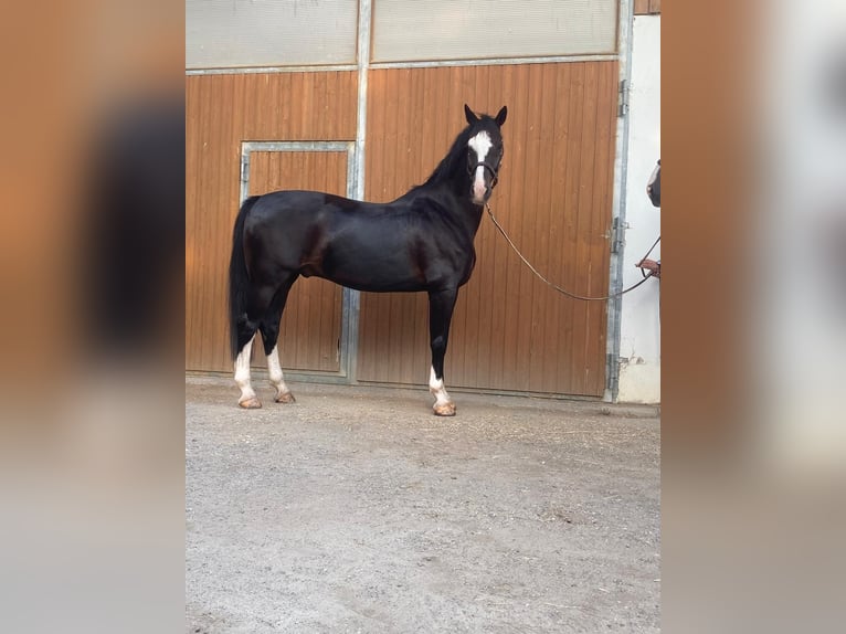 Holländsk körhäst Valack 11 år 167 cm Svart in Wimpassing an der Leitha