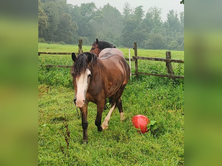 Holländskt kallblod Blandning Sto 2 år 145 cm Brun in Grevenbroich