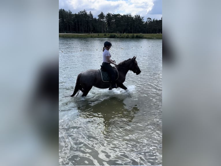 Holländskt kallblod Blandning Sto 5 år 148 cm Rödskimmel in Malden