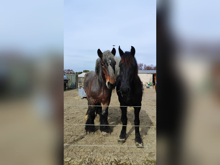 Holländskt kallblod Valack 6 år 177 cm Rödskimmel in Lienden