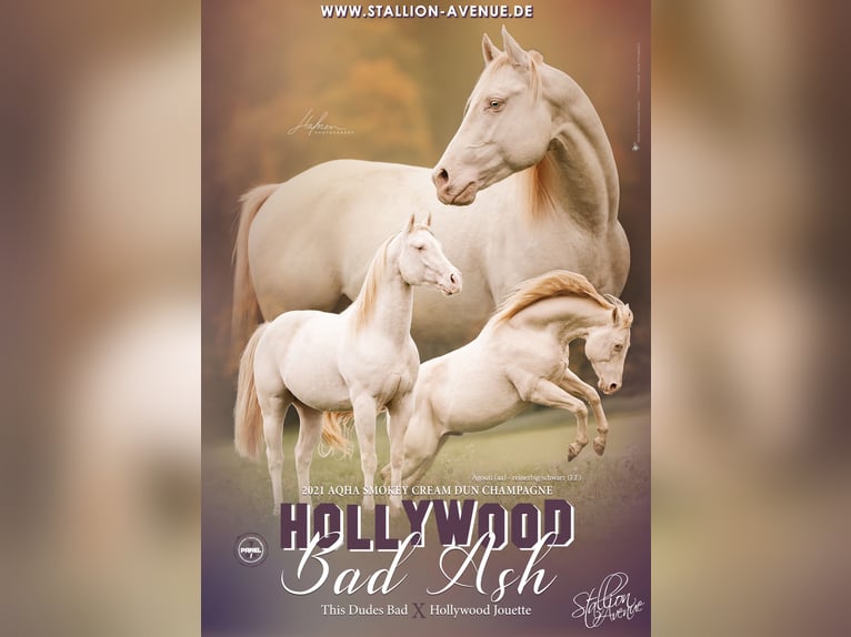 HOLLYWOOD BAD ASH American Quarter Horse Hengst Champagne in Waldshut-Tiengen
