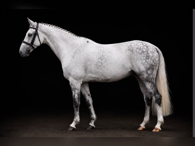 Holstein Castrone 10 Anni 163 cm Grigio in Havixbeck