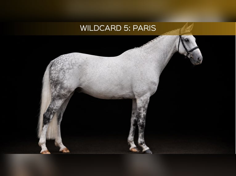 Holstein Castrone 10 Anni 164 cm Grigio in Zülpich