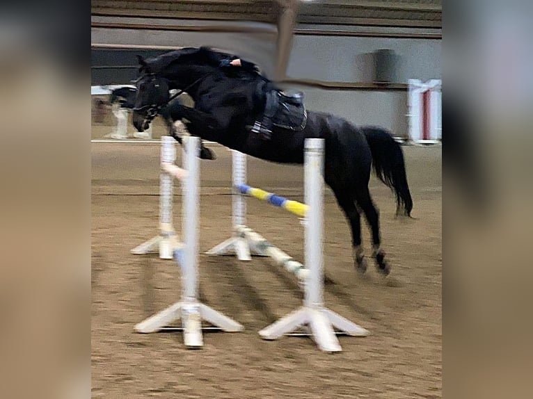 Holstein Castrone 10 Anni 165 cm Baio nero in Henstedt-Ulzburg