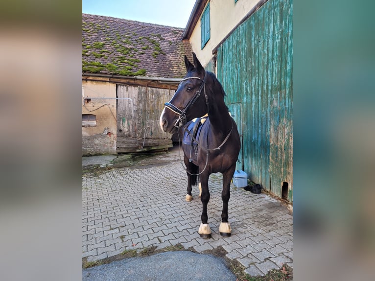 Holstein Castrone 10 Anni 165 cm Morello in Dombühl