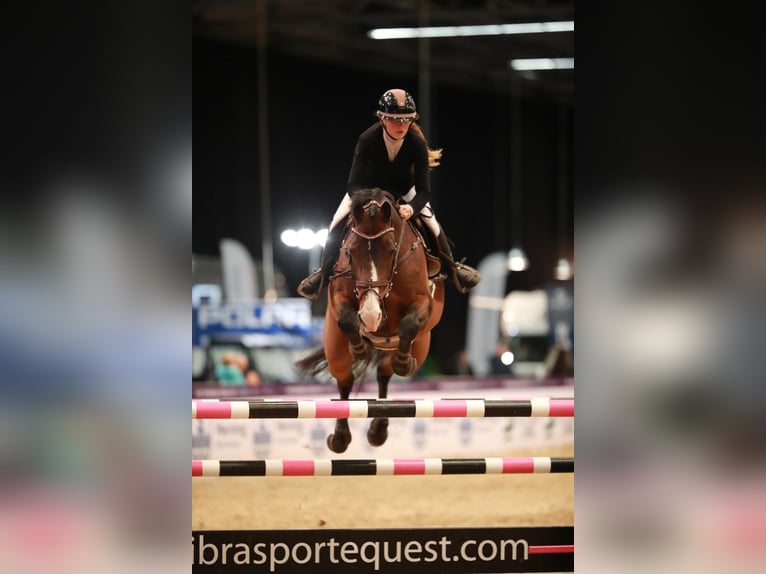 Holstein Castrone 10 Anni 168 cm Baio ciliegia in stenl&#xF8;se