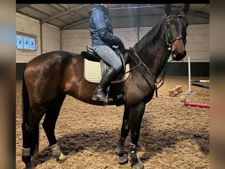 Holstein Castrone 10 Anni 168 cm Baio scuro in Olsztyn