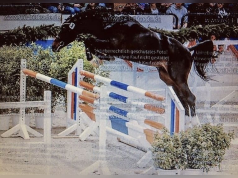 Holstein Castrone 10 Anni 169 cm Baio scuro in Münster