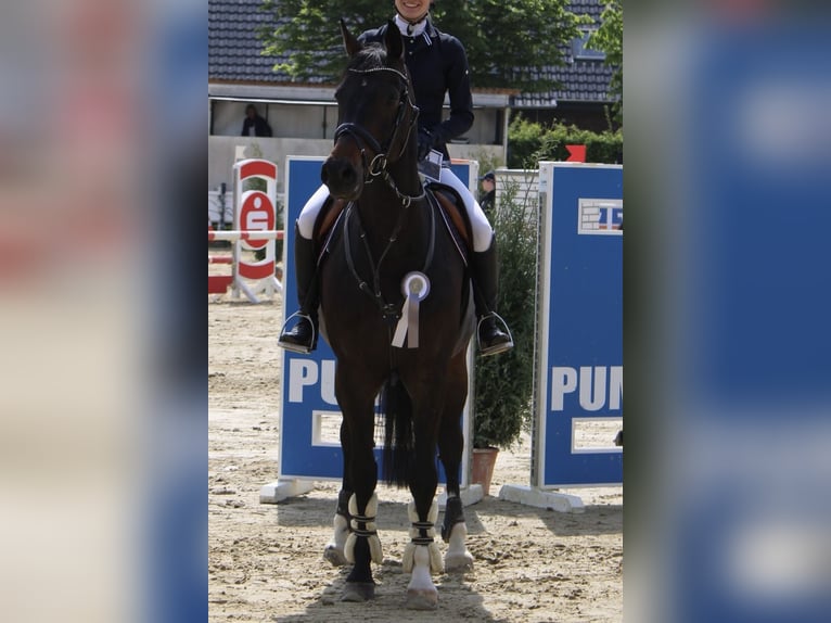 Holstein Castrone 10 Anni 169 cm Baio scuro in Münster