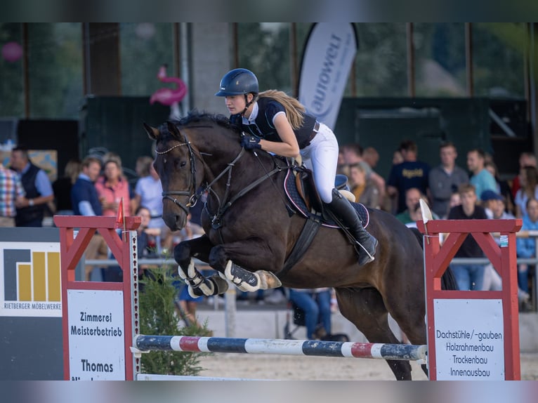 Holstein Castrone 10 Anni 169 cm Baio scuro in Münster