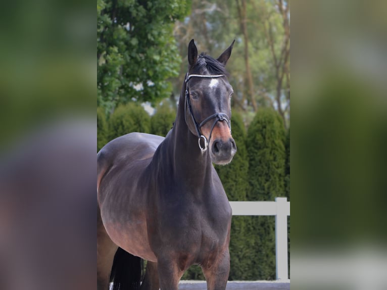 Holstein Castrone 10 Anni 172 cm Baio scuro in Schwäbisch Hall