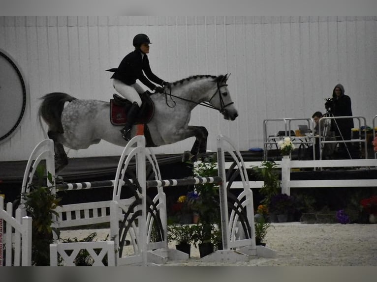Holstein Castrone 10 Anni 173 cm Grigio in Voiron