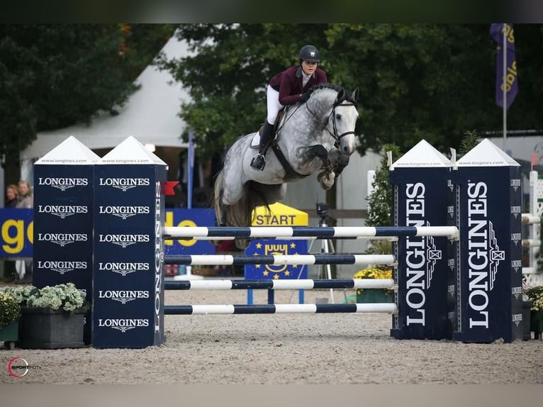Holstein Castrone 10 Anni 173 cm Grigio in Voiron