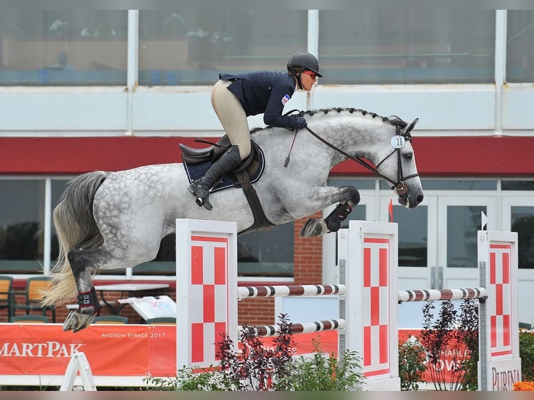 Holstein Castrone 10 Anni 173 cm Grigio in Voiron