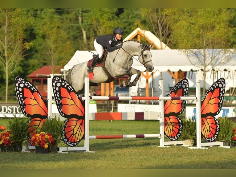 Holstein Castrone 10 Anni 173 cm Grigio in Voiron