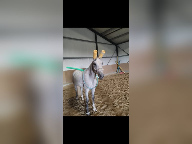 Holstein Castrone 10 Anni 175 cm in Erkelenz