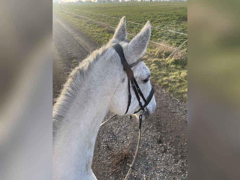 Holstein Castrone 10 Anni 175 cm Grigio pezzato in Hünfelden Kirberg