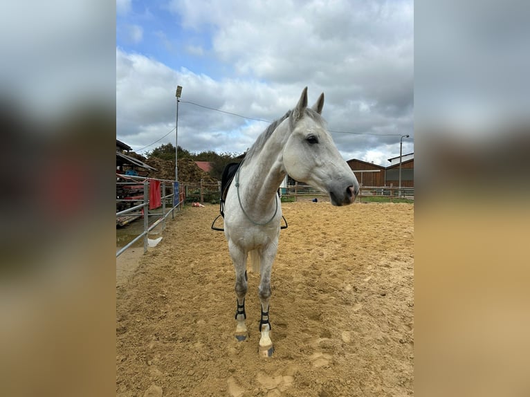 Holstein Castrone 10 Anni 177 cm Grigio in Greiz