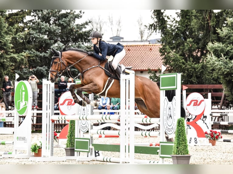 Holstein Castrone 11 Anni 166 cm Baio chiaro in Brno