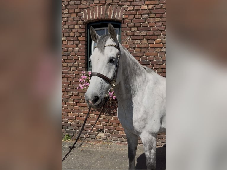Holstein Castrone 11 Anni 166 cm Grigio pezzato in Bergisch Gladbach