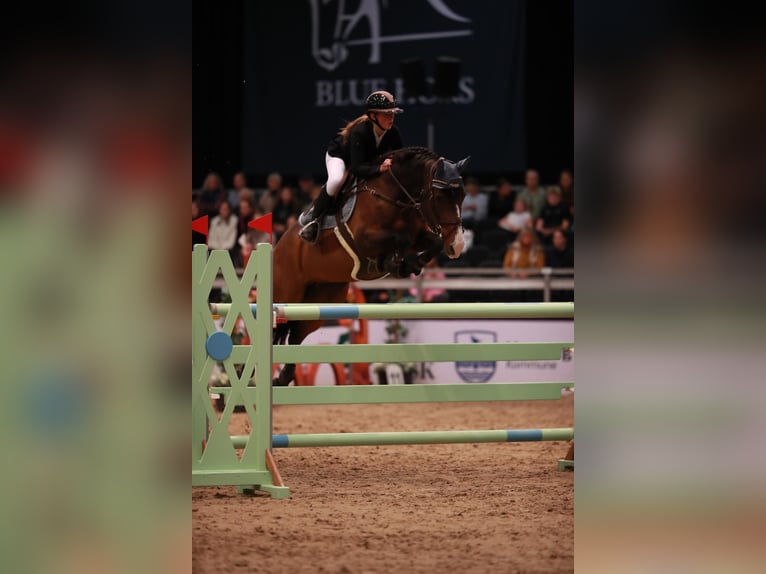 Holstein Castrone 11 Anni 168 cm Baio ciliegia in stenløse