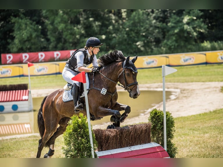 Holstein Castrone 11 Anni 170 cm Baio scuro in Bruchsal