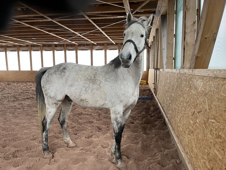 Holstein Castrone 11 Anni 170 cm Grigio in ReichenbachReichenbach
