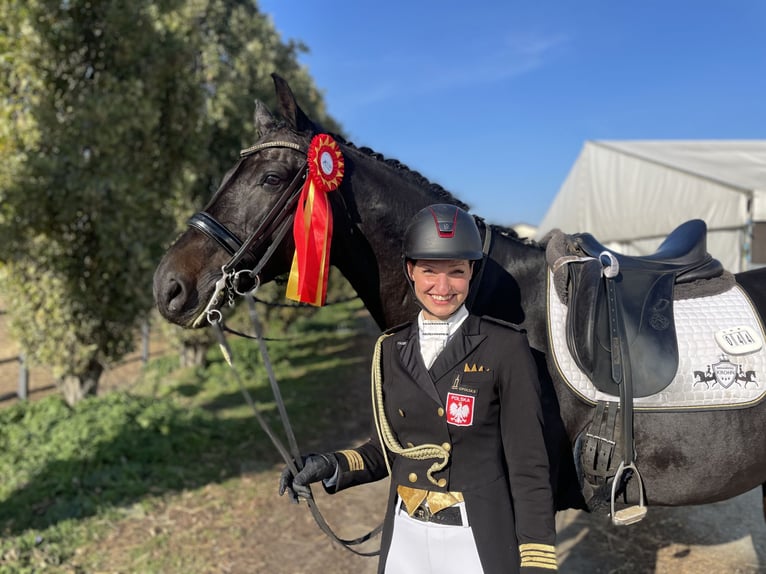 Holstein Castrone 11 Anni 170 cm Morello in Schülp bei Nortorf