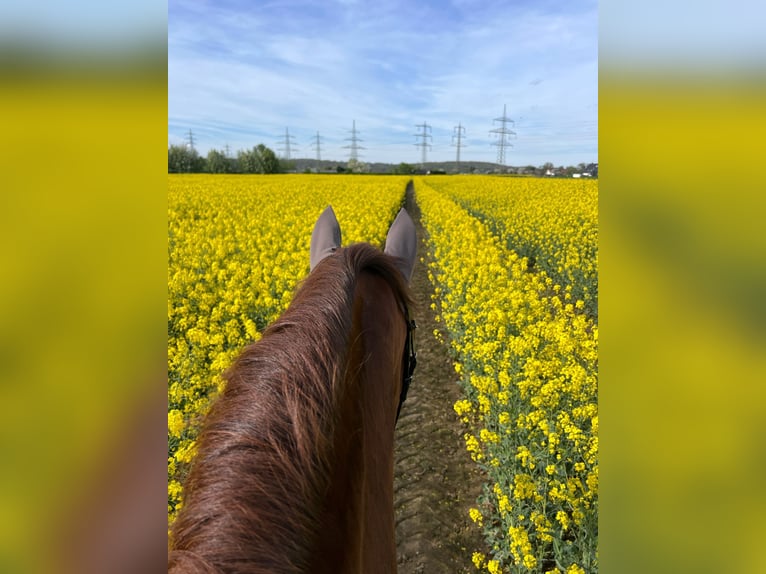 Holstein Castrone 11 Anni 170 cm Sauro in Menden