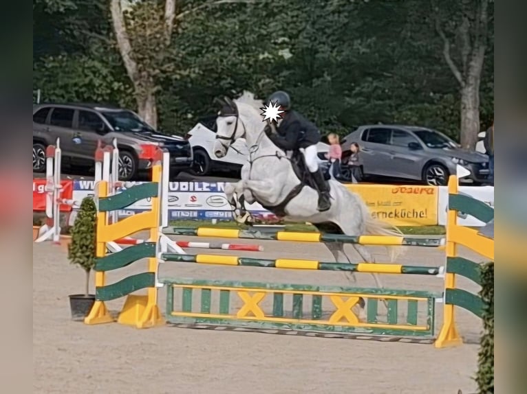 Holstein Castrone 11 Anni 174 cm Grigio in Eschweiler