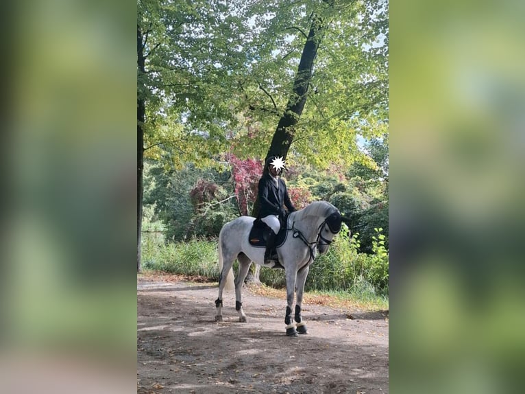 Holstein Castrone 11 Anni 174 cm Grigio in Eschweiler