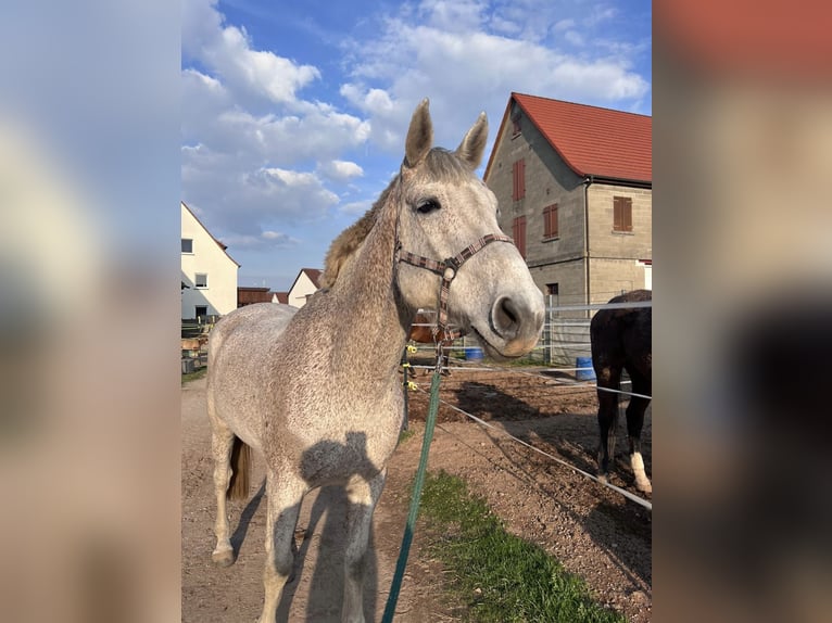 Holstein Castrone 11 Anni 175 cm Grigio trotinato in Eckental