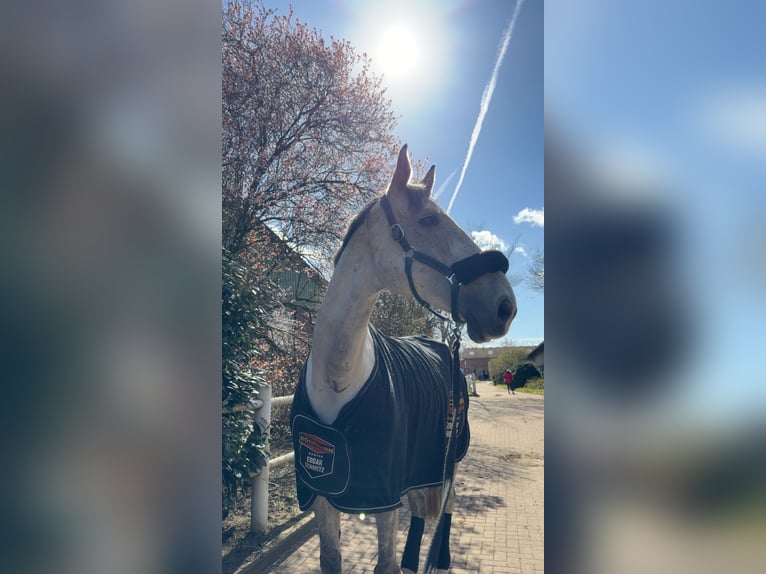 Holstein Castrone 11 Anni 179 cm Grigio in Norderstedt