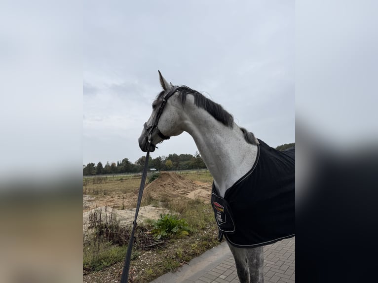 Holstein Castrone 11 Anni 179 cm Grigio in Norderstedt